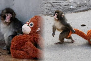 Peluş oyuncağıyla hayata tutunan maymun Punch'ın hikayesi... — Haberinyo